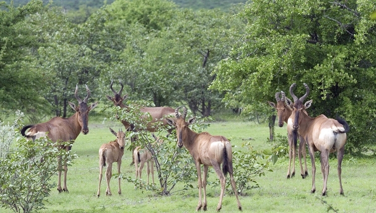 Little Ongava - Red Hartebeest